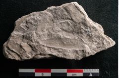 Foto (Detailansicht) von Dictyopteris brongniarti Gutb. (NHMW-GEO-2024-0188-10773)